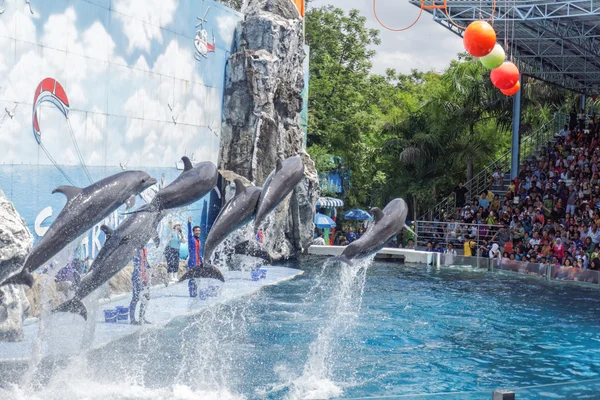 Dolphins at show, Safari world stock photo — Stock Photo, Image