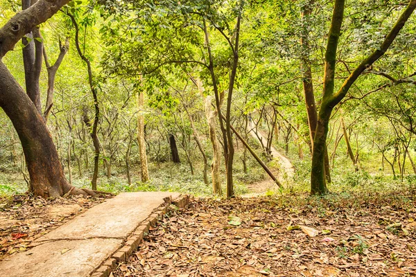 Magic forest path stock photo — Stock Photo, Image