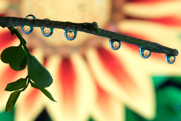 Flower Macro through drop stock photo