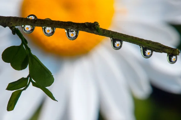 Flower Macro through drop stock photo — Stock Photo, Image