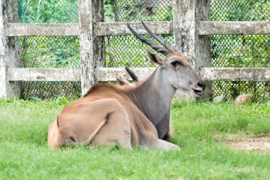 Eland antilop - en büyük antilop stok fotoğraf