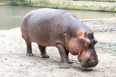 Hipopotam Stok Fotoğrafı