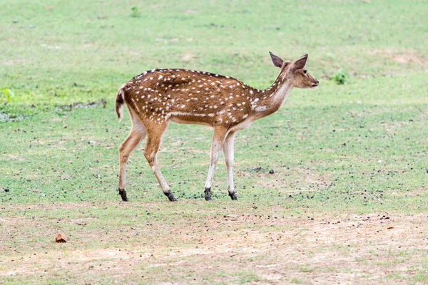 Cerf photo de stock — Photo