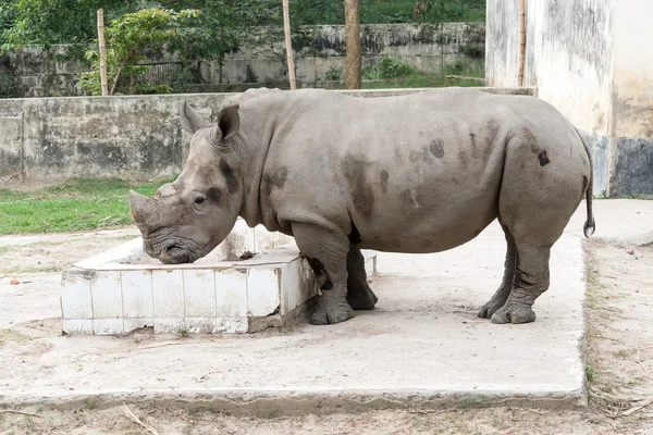 Носорог на фото из парка — стоковое фото