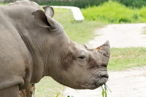 Носорог на фото из парка — стоковое фото