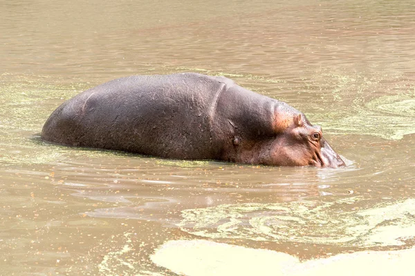 Hippopotame Stock Photo — Photo