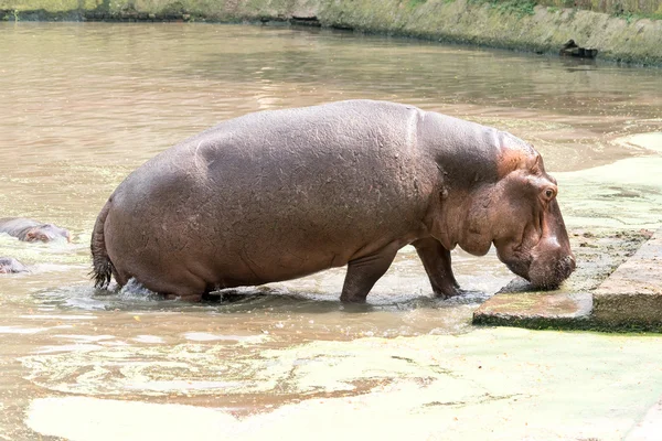 Hippopotamus Foto stock — Fotografia de Stock