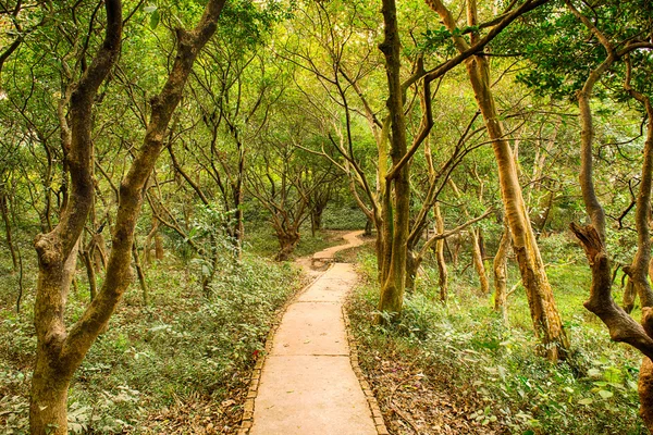Magic forest path stock photo — Stock Photo, Image