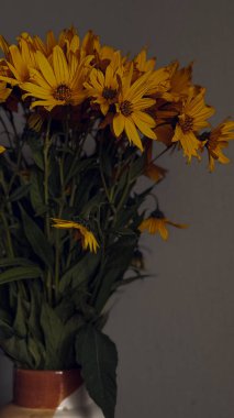 Seramik bir vazoya yerleştirilmiş parlak sarı kır çiçeklerinin kırsal düzenlenmesi. Kapalı bir duvara dayanıyor. Yüksek kalite fotoğraf