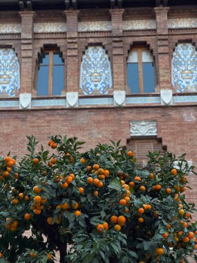 Valencia 'daki süslü binanın önündeki yemyeşil portakal ağacı..