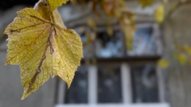 Moldova 'da yıpranmış eski bir ahşap pencerenin önünde asılı duran kurumuş sarı bir asma yaprağın yakın çekimi. Yüksek kalite fotoğraf