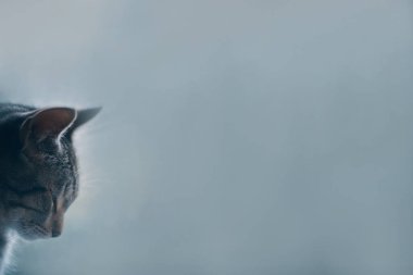 Pencere arka planında uyuyan tekir kedi.