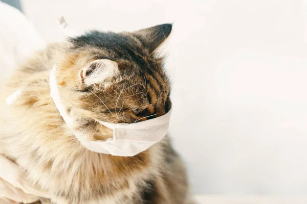 Koruyucu maskeli kedi.