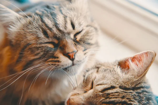 Две кошки спят в корзине на фоне окна. — стоковое фото