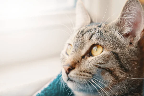 Primer plano del gato de Tabby. —  Fotos de Stock