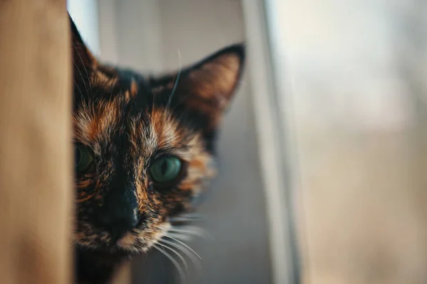 Sokszínű macska kukucskál ki a függöny mögül. — Stock Fotó