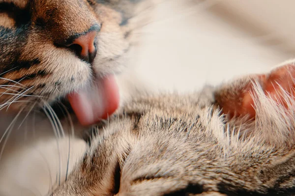 Fluffy gato lava tabby gato con su lengua. — Foto de Stock