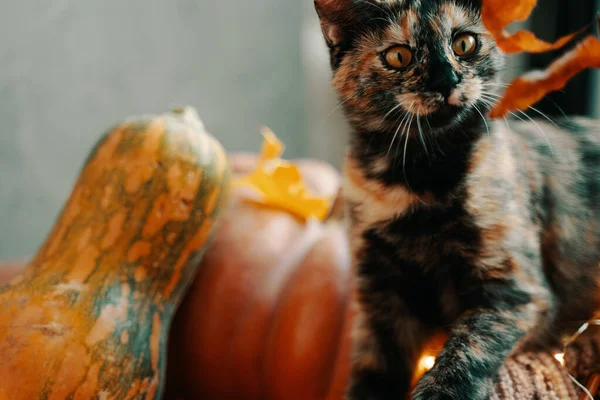 귀여운 고양이는 나뭇가지에 달린 가을 잎을 보고 관심을 갖는다. — 스톡 사진