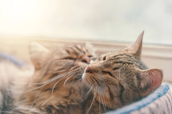 Dos gatos duermen en cesta sobre fondo de ventana. — Foto de Stock