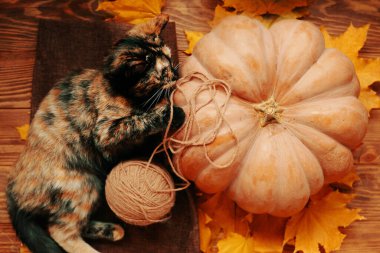 Şirin bir kedi yavrusu halının üzerinde iplik yumağıyla oynuyor.