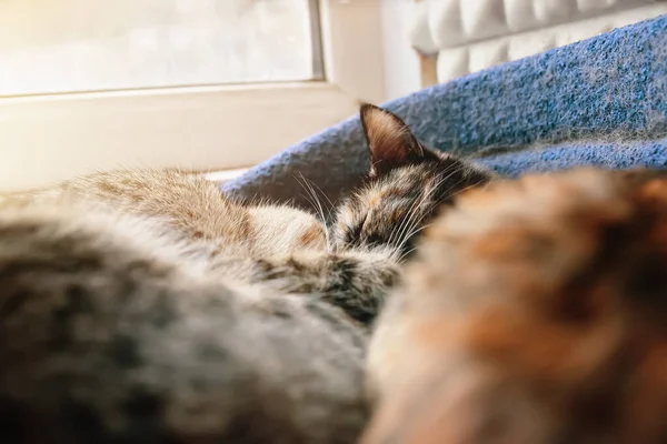 Dos lindos gatos durmiendo en el sofá de mascotas cerca de la ventana. — Foto de Stock