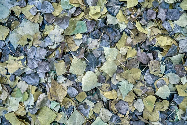 Texture of fallen autumn dry leaves. — Stock Photo, Image