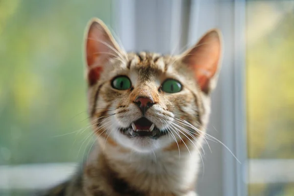 Tabby gato com boca aberta olha para a câmera. — Fotografia de Stock