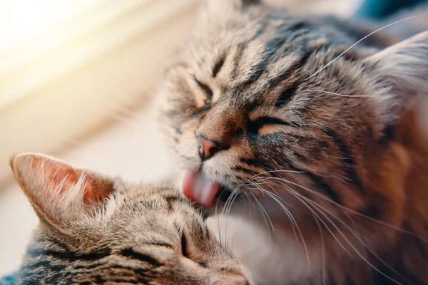 Fluffy cat washes tabby cat with its tongue. — Stock Photo, Image