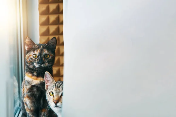 Δύο οικιακές γάτες κοιτούν την κάμερα. — Φωτογραφία Αρχείου