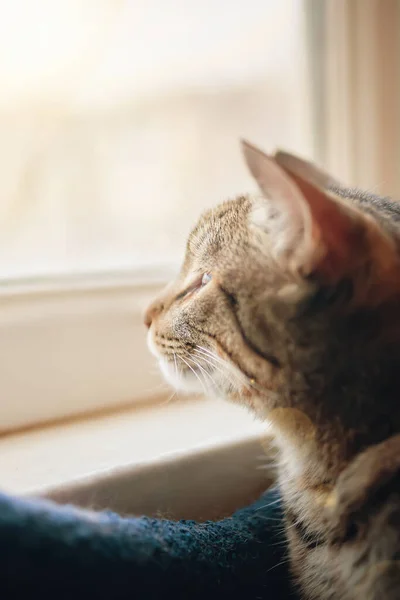 Gato de tabby mira en ventana. — Foto de Stock