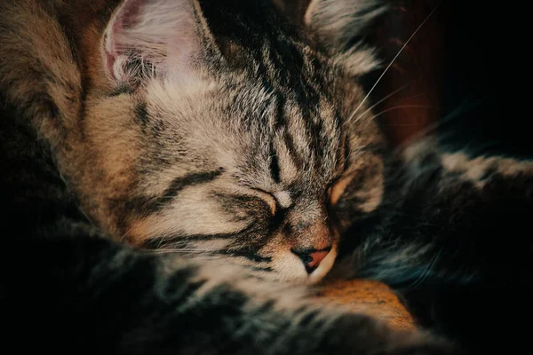 Fluffy gato durmiendo en sofá. — Foto de Stock
