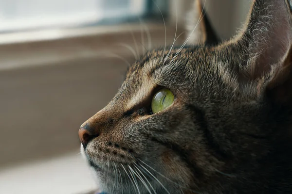 Tabby gato close-up. — Fotografia de Stock