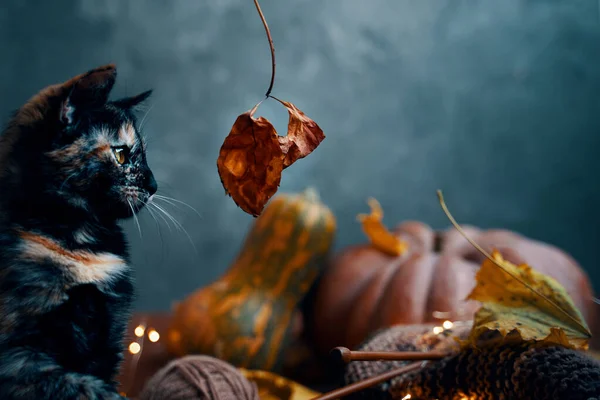 Little cat looks with interest at an autumn leaf on a twig. — Stock Photo, Image