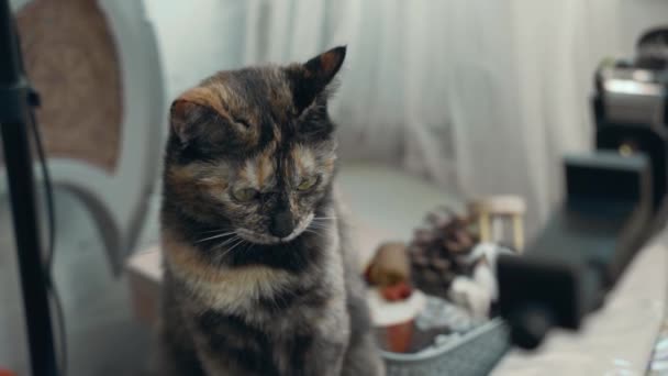 Roztomilá mnohobarevná kočka se rozhlédne a pak se začne dívat na kameru. — Stock video