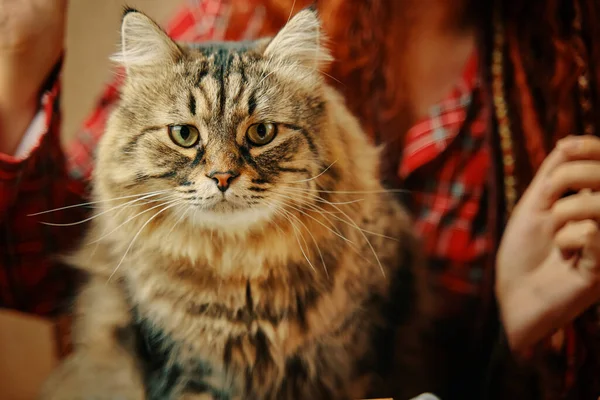 Gato fofo olha para a câmera. — Fotografia de Stock