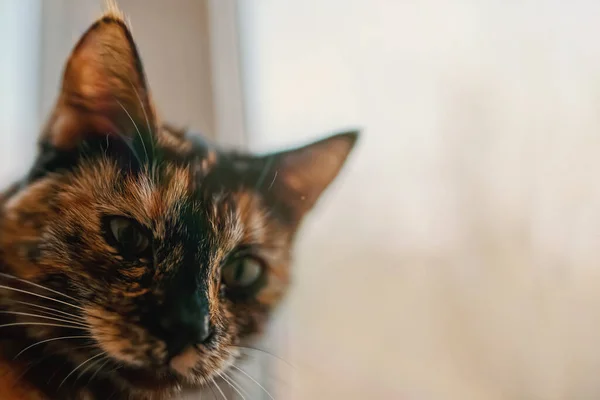 Renkli kedi pencere eşiğinde duruyor. — Stok fotoğraf