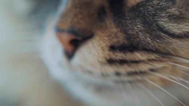 Macro shooting of striped cat muzzle. — Stock Video