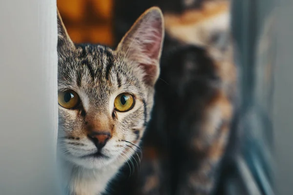 Evcil kedi, kameraya bak.. — Stok fotoğraf