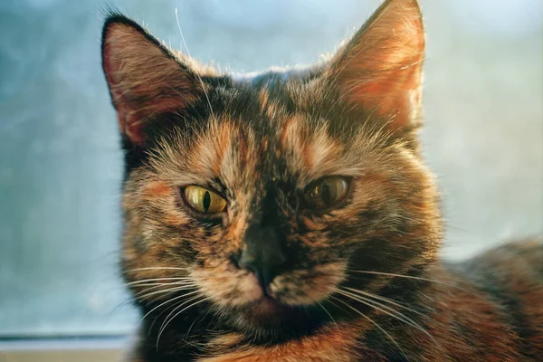 밝은 햇빛 아래 창밖으로 누워 있는 화려 한 색깔의 고양이. — 스톡 사진