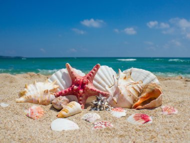 Deniz, kum, deniz ve mavi gökyüzü üzerinde deniz yıldızı.