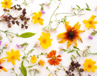 Çiçekler beyaz zemin üzerinde. Çiçek arka plan.