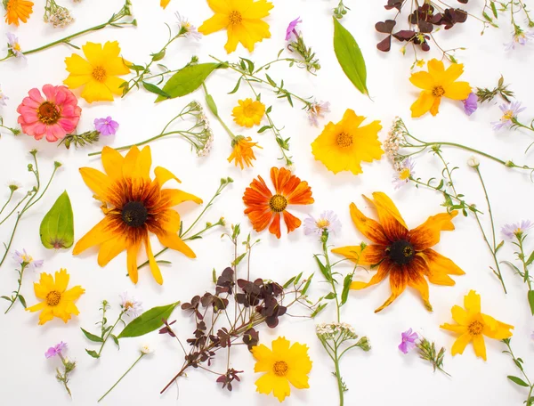 Flowers on a white background. Floral background.