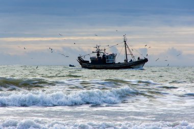 Balıkçı gemisi Atlantik Okyanusu 'nda balıkçılık sırasında birçok martılar ile çevrili