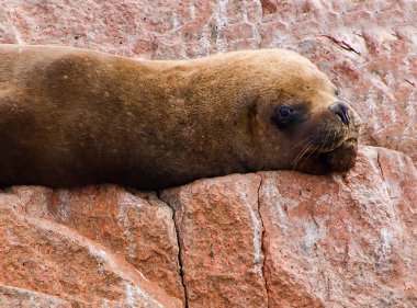 Kadın Güney Amerika deniz aslanı Ballestas Adaları buzlu tadını çıkarma. Peru