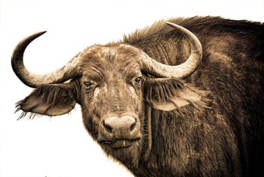 Afrikalı bufalolar beyaz arka planda kapalı.                        