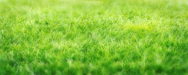 Çimen sahası kapanıyor. Yeşil çimen dokusu. Soyut yaz geçmişi. Seçici odaklanma. Geniş resim