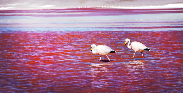 Два Фламинго Джеймса Лагуне Колорада Боливийских Андах Известный Puna Flamingo — стоковое фото