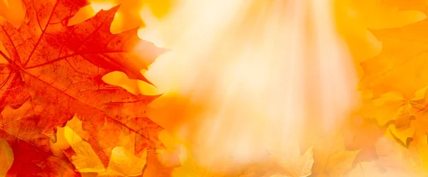 Guldgul Orange Röd Lönn Blad Närbild Suddig Bakgrund Solljus Ljus — Stockfoto
