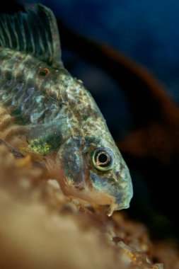 Bir Corydoras yayın balığının yakın plan fotoğrafı, sakin bir suda ince detaylar, dokular ve doğal desenler vurgulanıyor..