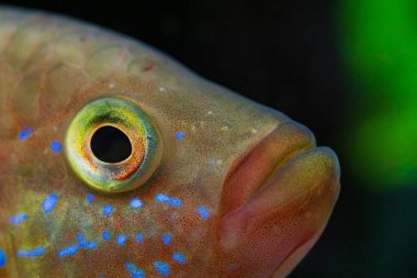 Bir Jewel Cichlid 'in Makro yakın çekimi (Hemichromis lifalili)